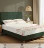 Beige Floral 200 TC Cotton Single Bedsheet with 1 Pillow Cover
