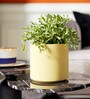 Beige Round Shaped Polymer Planter