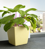 Beige Square Shaped Polymer Floor Planter