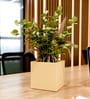 Beige Square Shaped Polymer Floor Planter