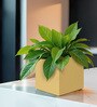 Beige Square Shaped Polymer Floor Planter
