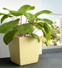 Beige Square Shaped Polymer Floor Planter
