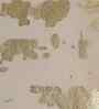 Beige Velvet Abstract 16X16 Inches Cushion Covers (Pack of 5)