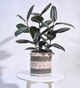 Belly Grey Cotton Planter