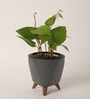 Betel leaf (Magai Paan) Plant With Lagos Grey Plastic Pot