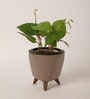 Betel leaf (Magai Paan) Plant With Lagos Mocca Plastic Pot