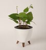 Betel leaf (Magai Paan) Plant With Lagos White Plastic Pot