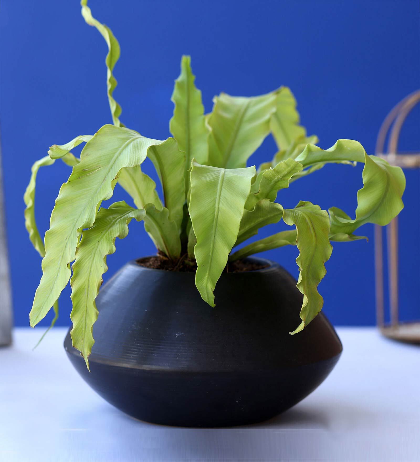 Triangular Blade Fern Buy Bird Nest Fern With Pot Natural Plant at 44% OFF by Ferns N Petals ...