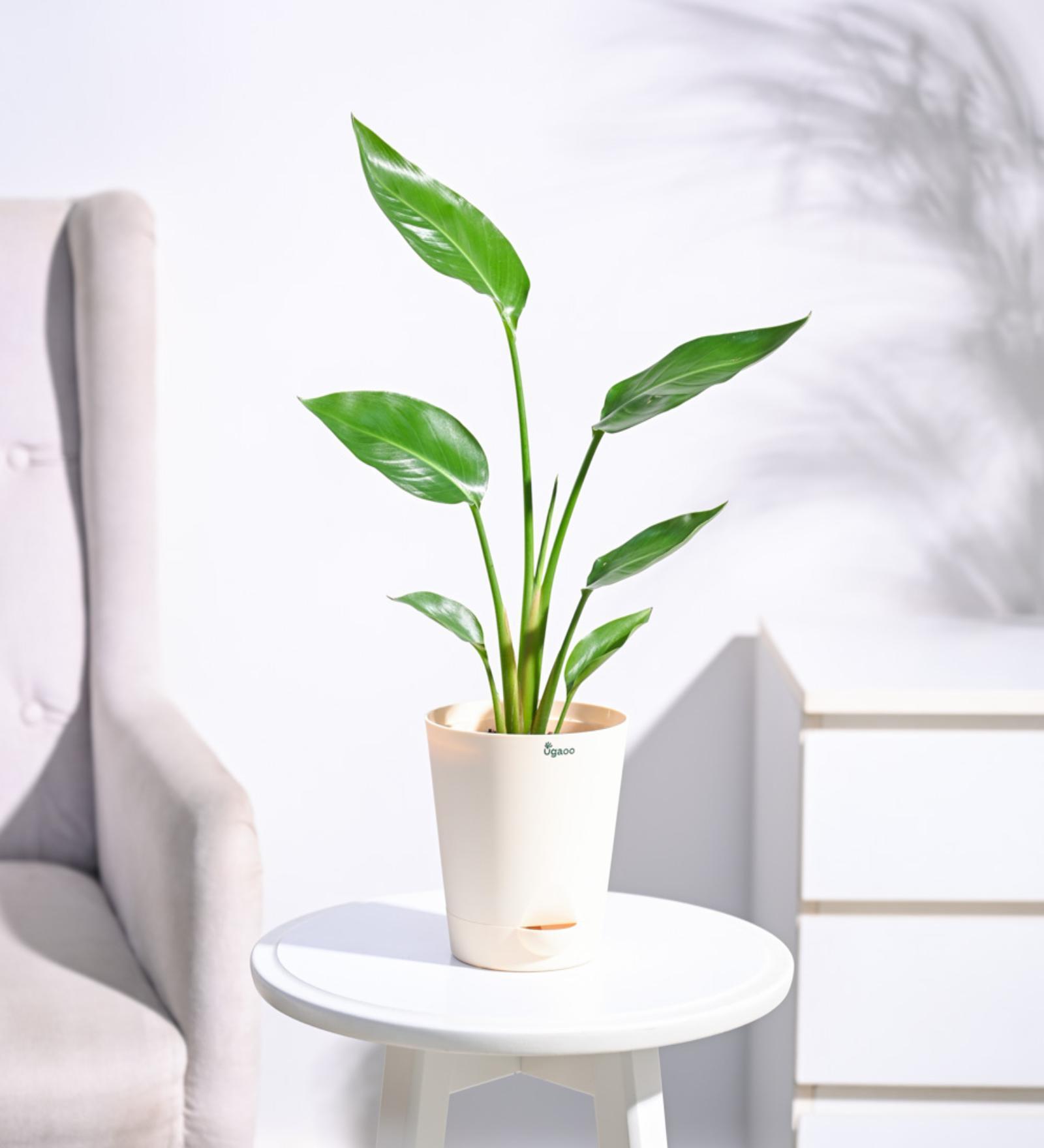 Bird Of Paradise Flowering Plants