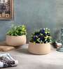 Beige Bowl Textured Planters Set of 2