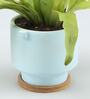 Bird Nest Fern Natural Plant In Pink Ceramic Pot With Wooden Plate
