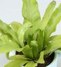 Bird Nest Fern Natural Plant In Pink Ceramic Pot With Wooden Plate