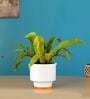 Bird Nest Fern Natural Plant In Pink Ceramic Pot With Wooden Plate