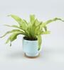 Bird Nest Fern Natural Plant In Pink Ceramic Pot With Wooden Plate