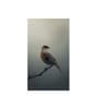 Bird Wall Art Collection Set of 4 Canvas Wall Painting Stretch Canvas Frame