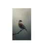 Bird Wall Art Collection Set of 4 Canvas Wall Painting Stretch Canvas Frame