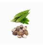 Bitter Gourd/ Karela / Bitter Melon Gardening Pack of 20 Seeds