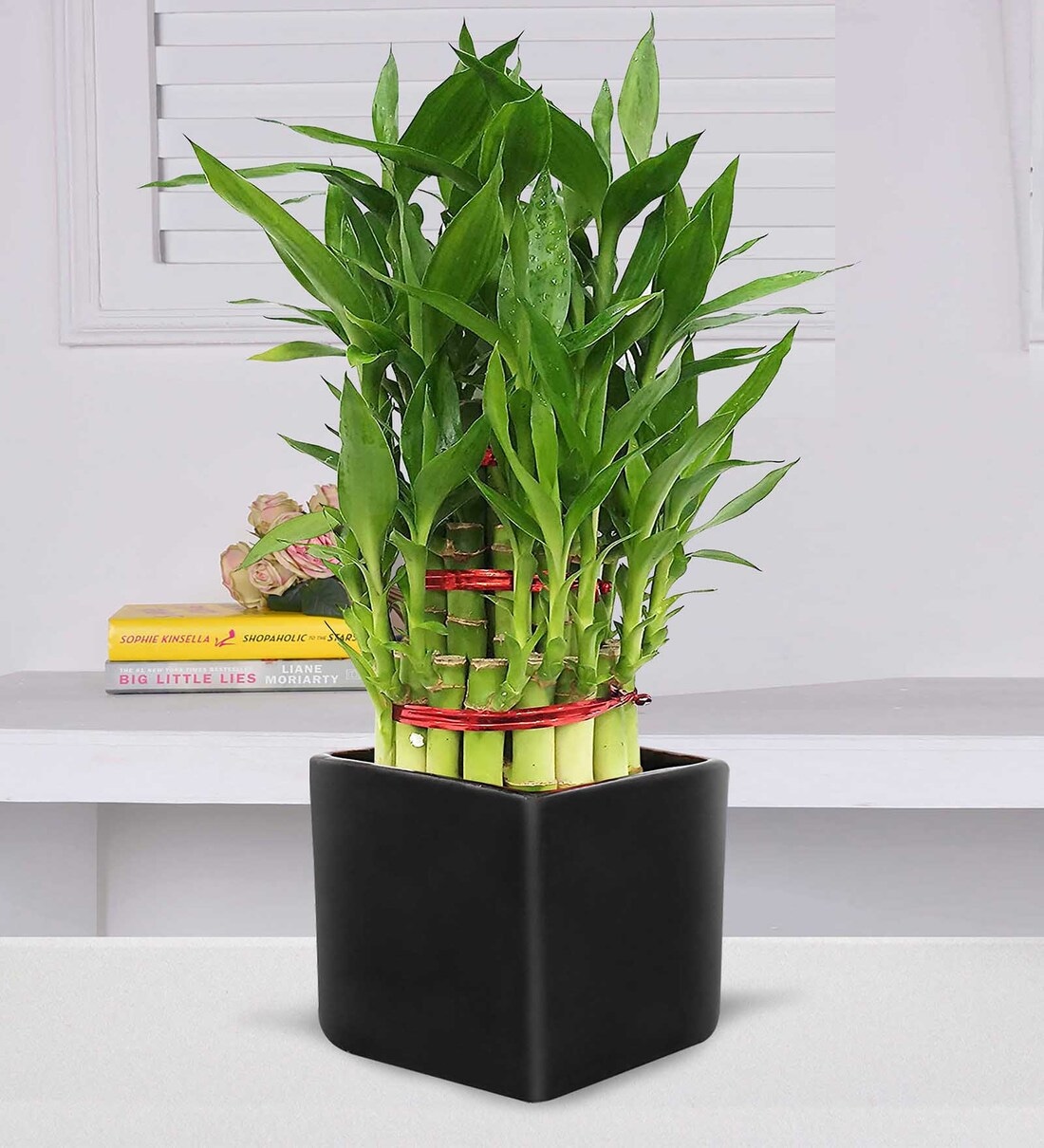 Buy Black Ceramic Square Planters by Nurturing Green at 34% OFF by ...