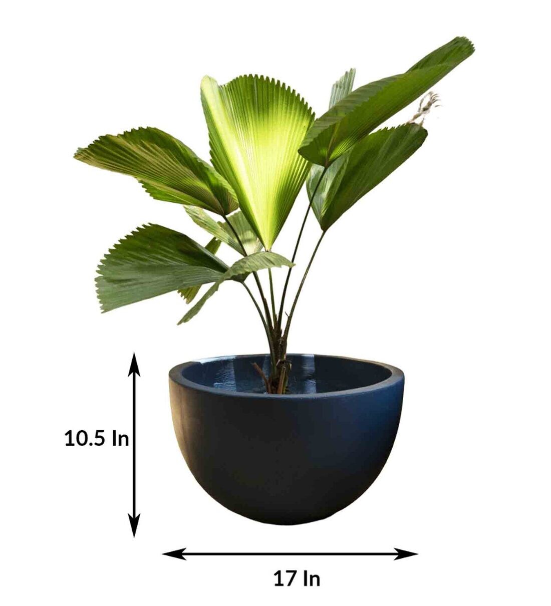 Buy Blue Concrete Azure Waters Medium Floor Planter By Curiocasa Online