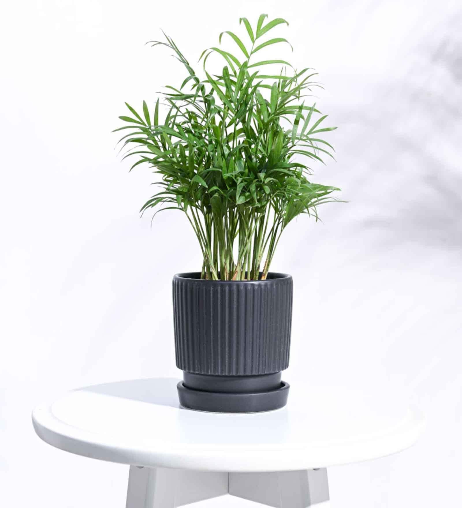 Black Ceramic Desk Pot