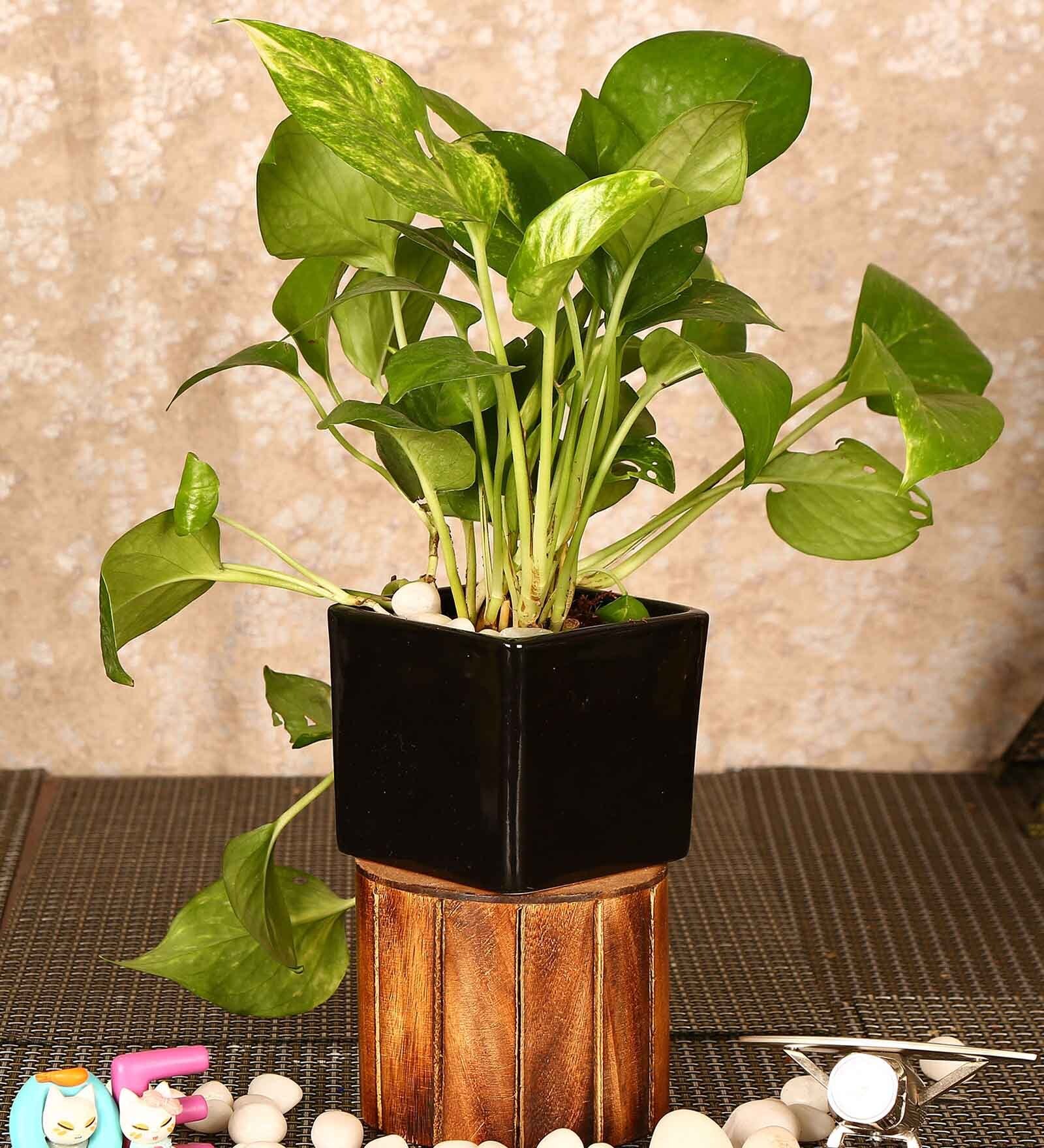 Black Ceramic Square Shape Flower Pot