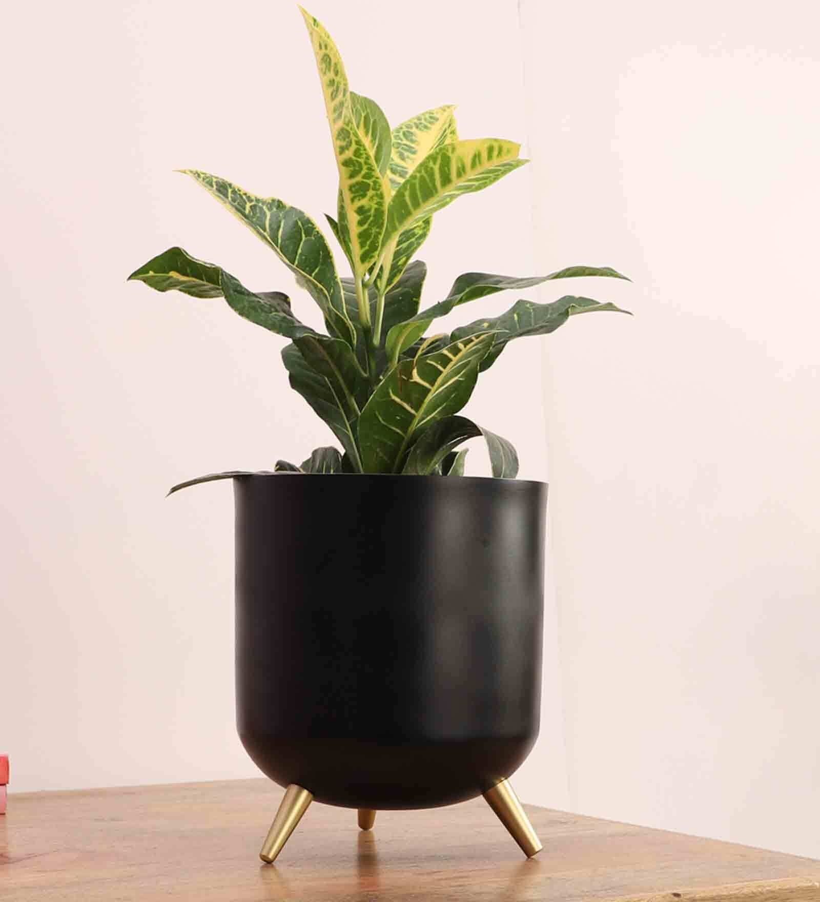 Black Metal Floor Planters Stand