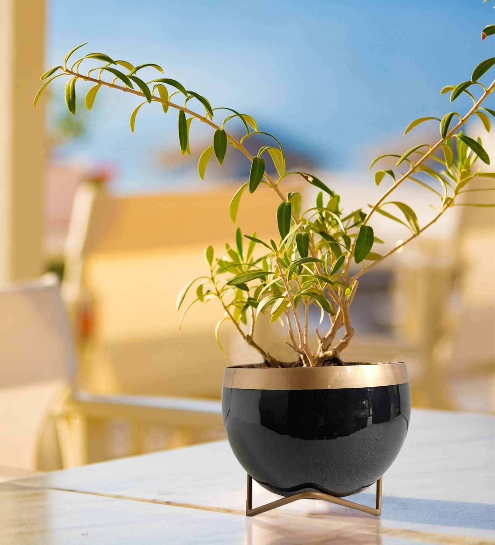 Black Metal Elis Desk Pot Desk Pot