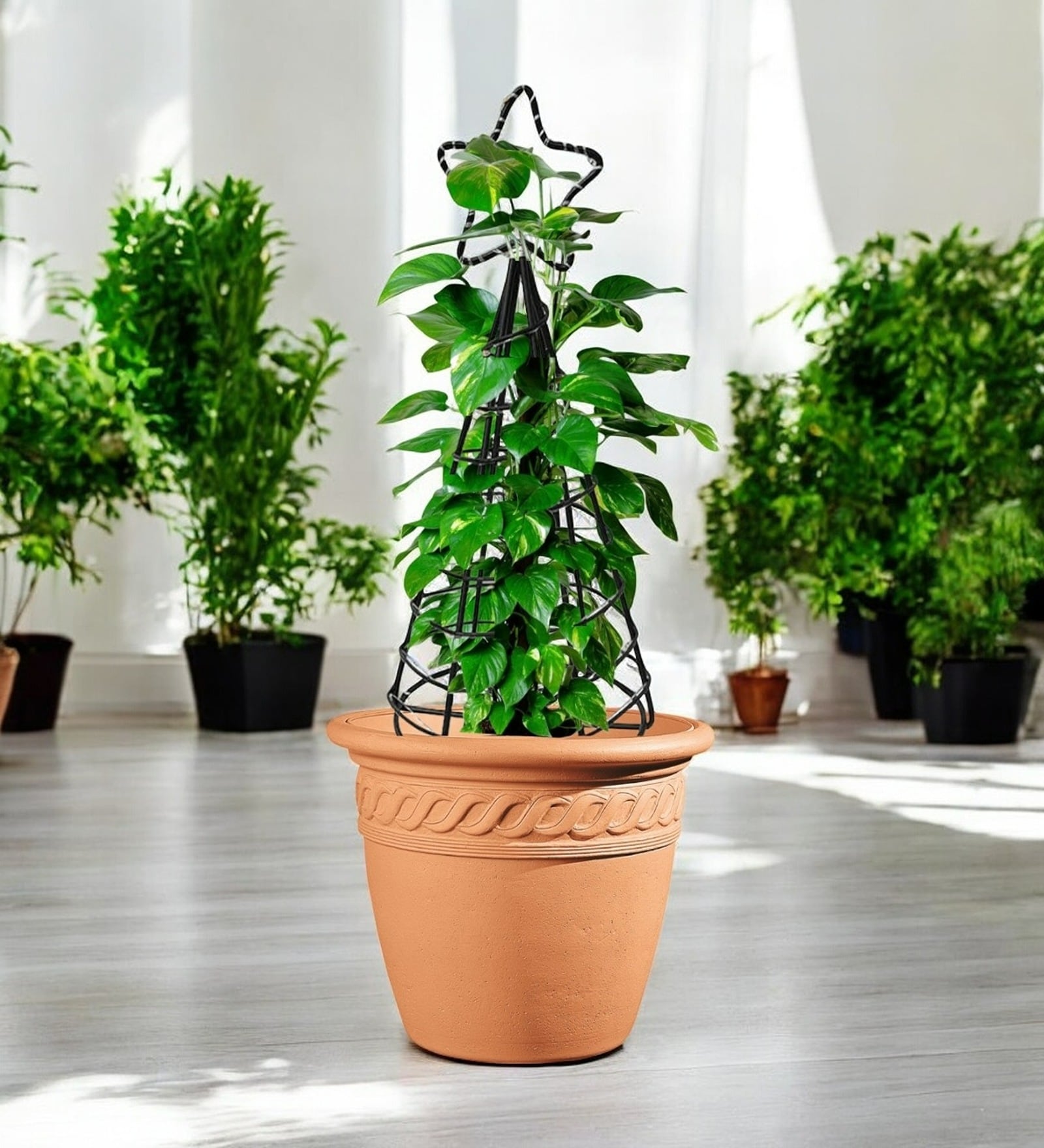 Black Star Planter Stand For Climbing Plants