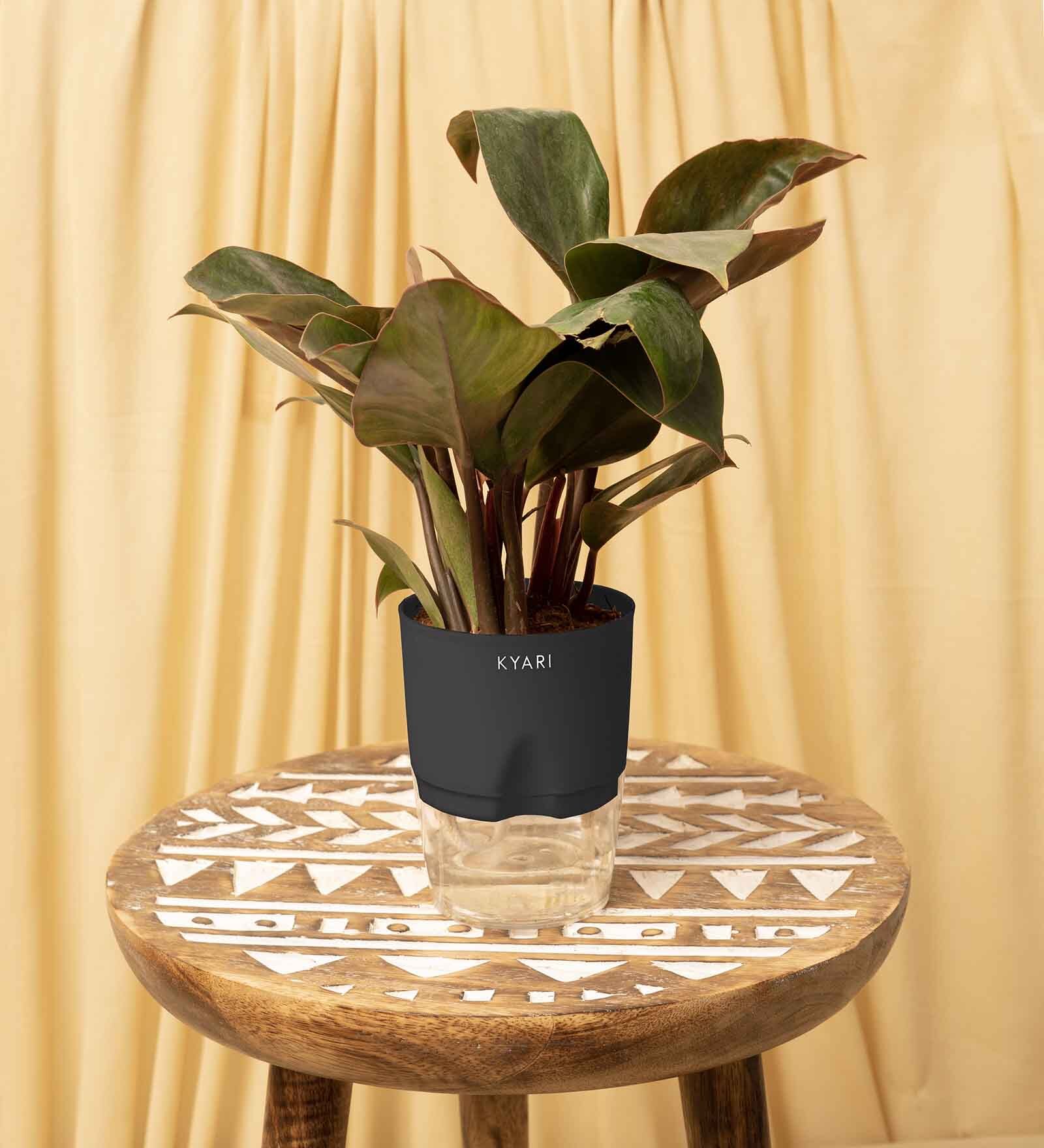 Philodendron Natural Plant With Black Pot