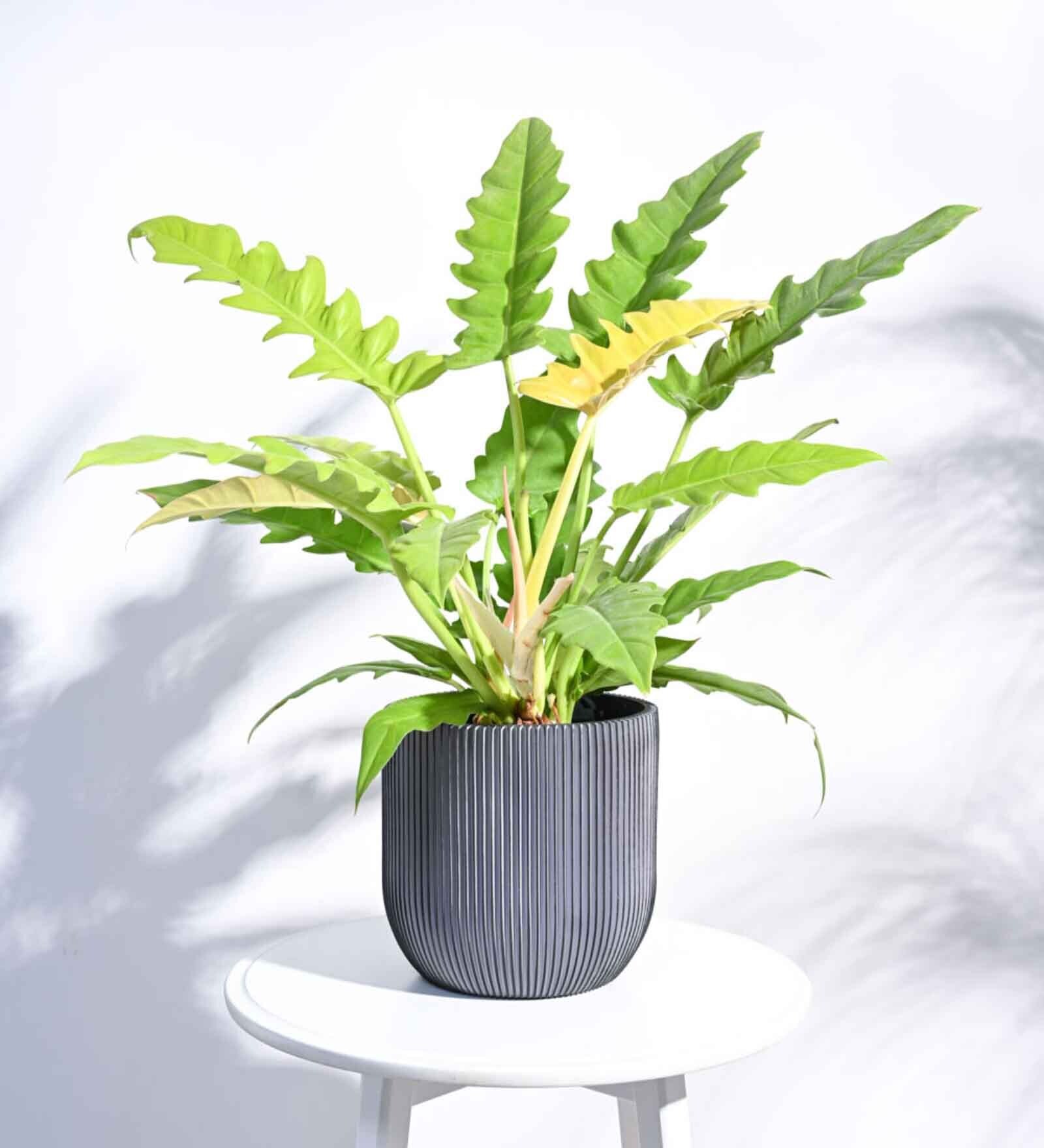 Black Plastic Ball Groove Large Floor