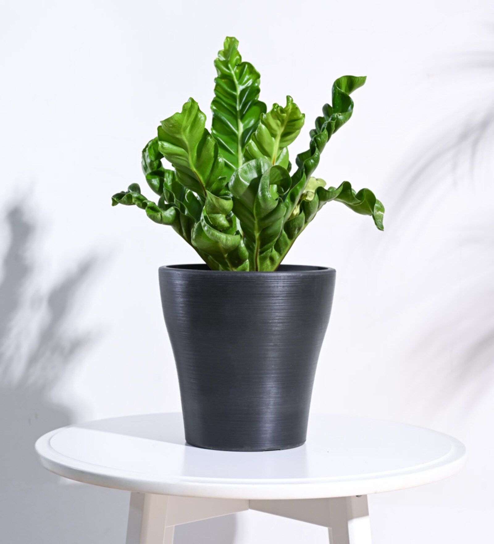 Black Plastic Tivoli Large Desk Pot