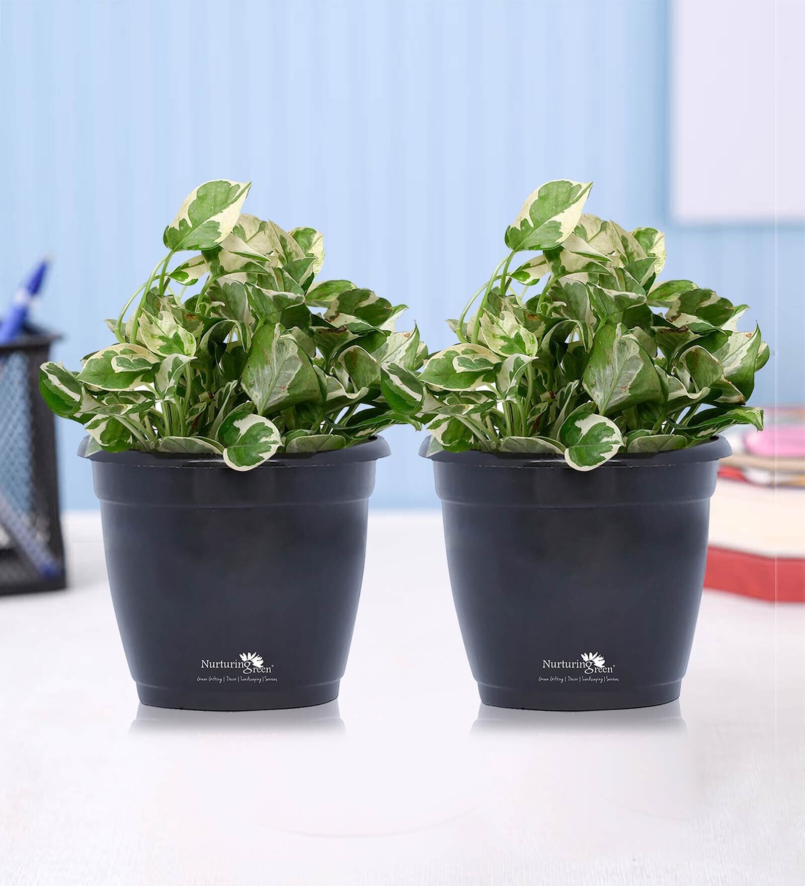 Black Scindapsus Compacta Medium Natural Plant In Fibre Pot, Set Of 2