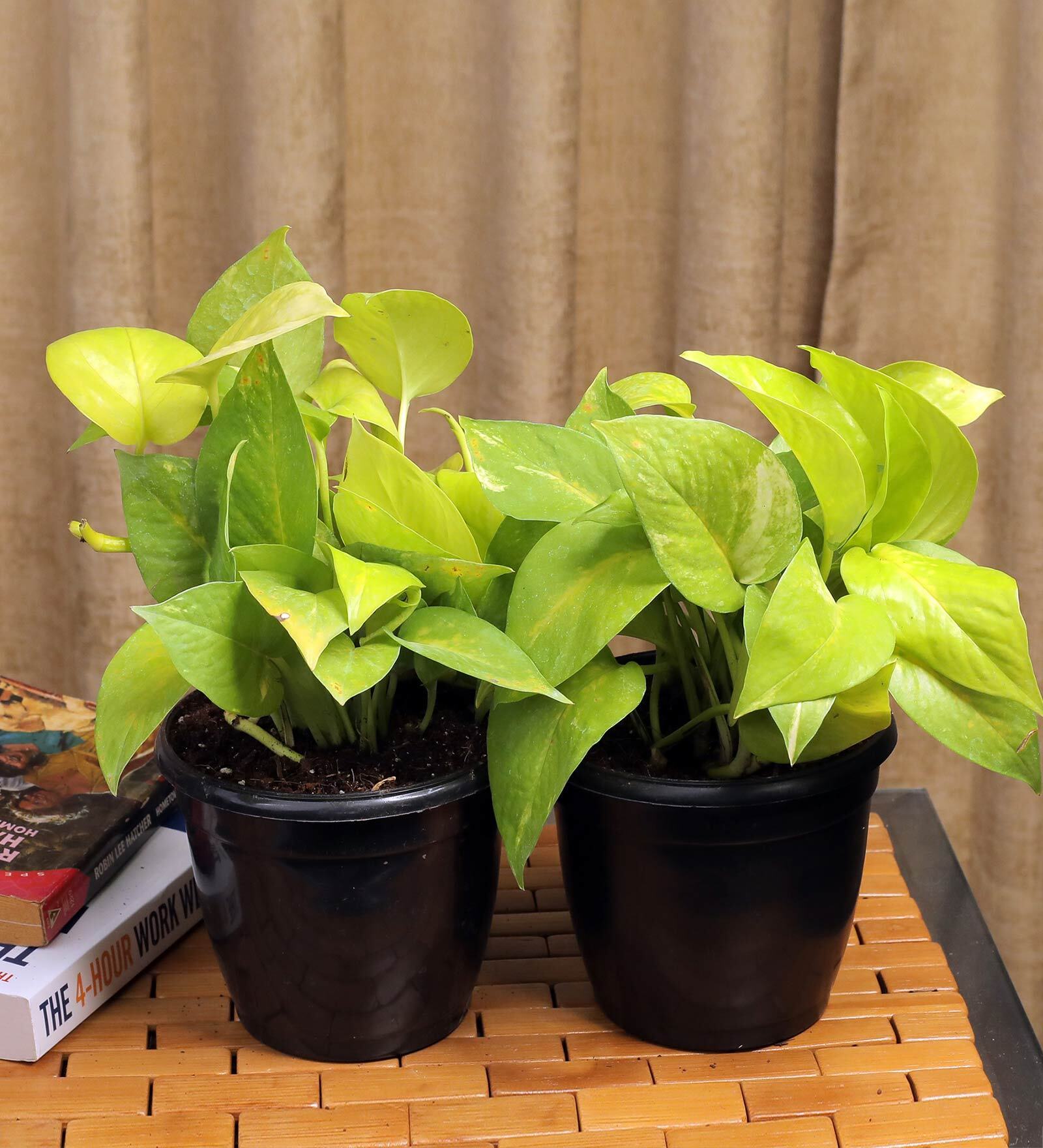 Black Scindapsus Gold Large Natural Plant In Fibre Pot