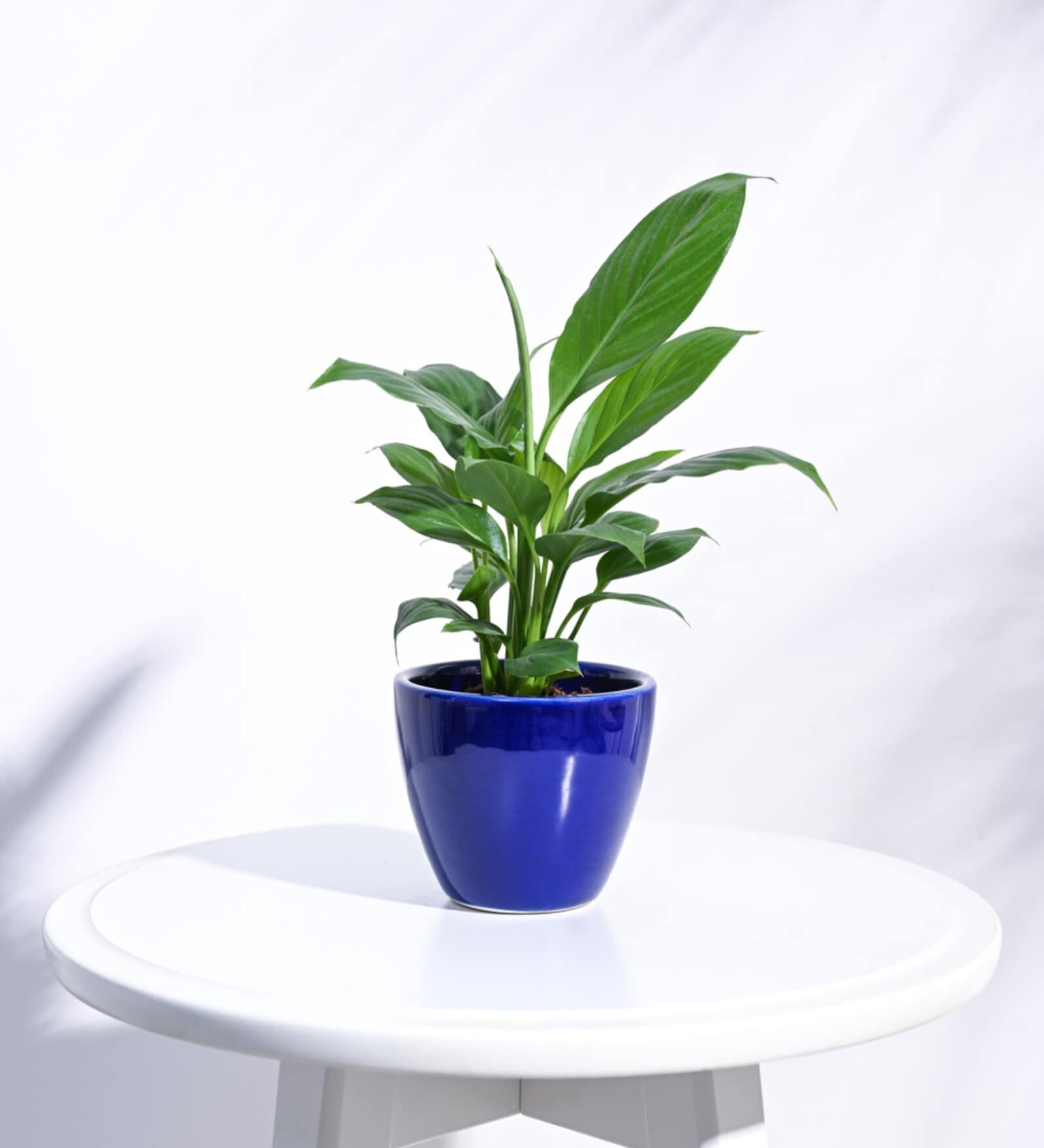 Blue Ceramic Apple Shape Desk Pot Planter