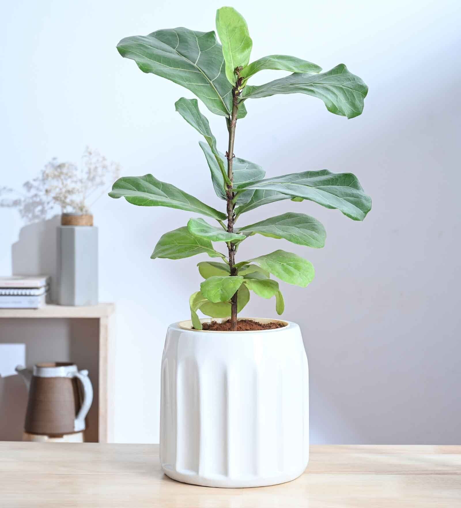 Blushing Sun Medium White Ceramic Planter