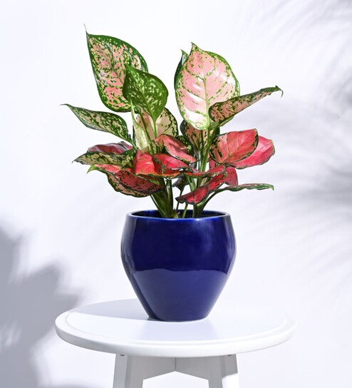 Blue Ceramic Apple Shape Desk Pot Planter by Ugaoo