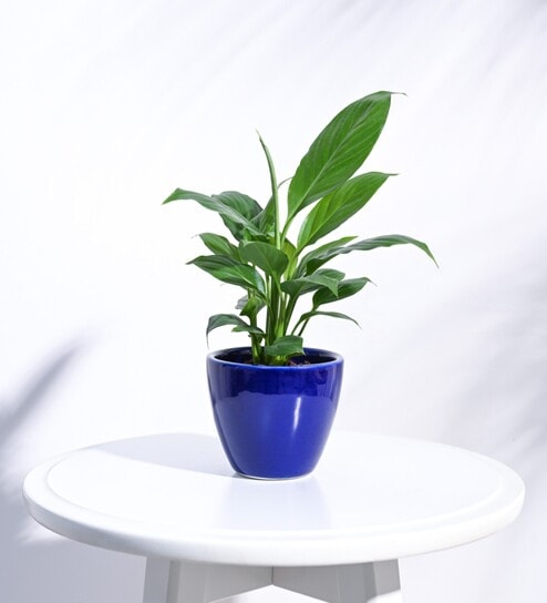 Blue Ceramic Apple Shape Desk Pot Planter by Ugaoo