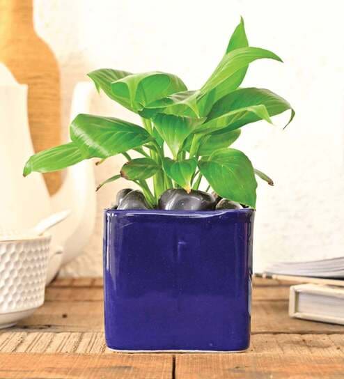 Blue Ceramic Square Shape Desk Pot Desk Pot