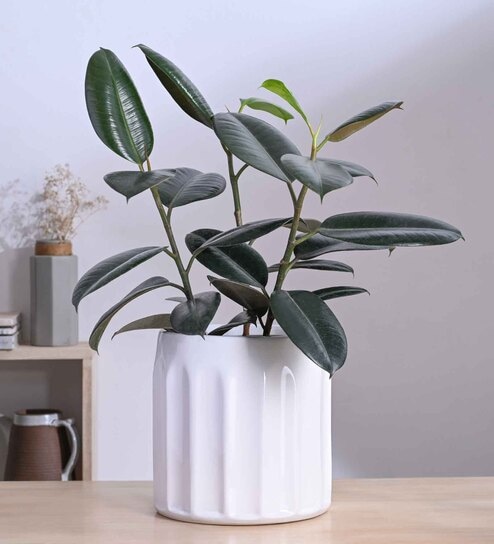 Blushing Sun Large White Ceramic Planter