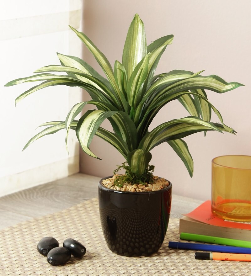 Buy Black Plastic Paradise of Greenery Bonsai Tree With Ceramic Pot by