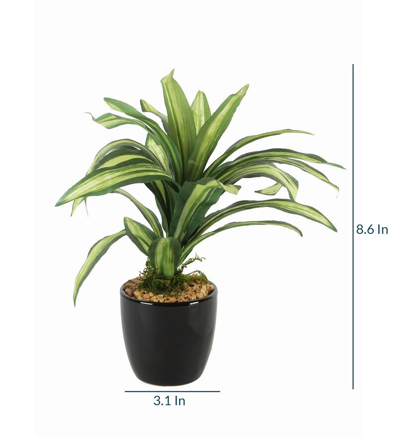 Buy Black Plastic Paradise of Greenery Bonsai Tree With Ceramic Pot by