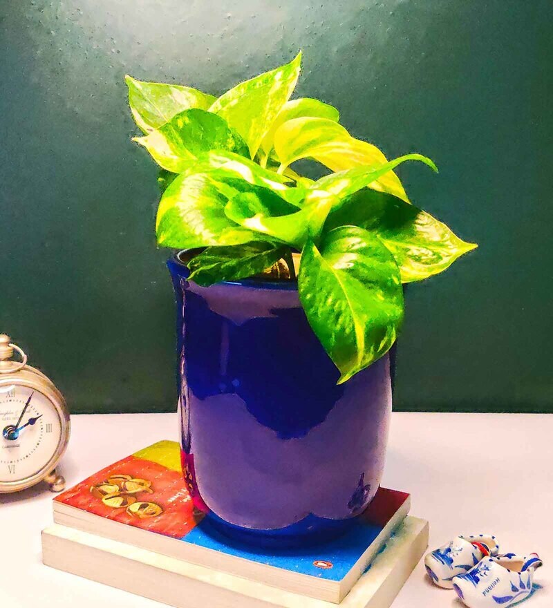Buy Blue Ceramic Floor Planter By Gold Dust Online Floor Planters