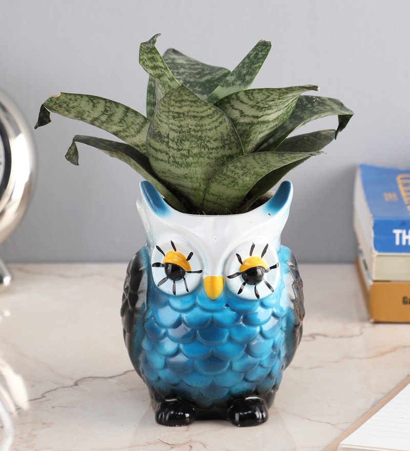 Buy Blue Owl Ceramic Pot Snakeskin Sansevieria Natural Plant By Ferns N Petals Online Natural Plants Natural Plants Home Decor Pepperfry Product