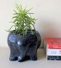 Black Cement Sweet tooth- Elephant Handcrafted Planter