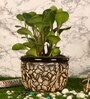 Black Ceramic Small Phool Gamla Floor Planter
