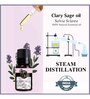 Clary Sage   Essential Oil