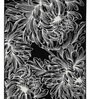 Black Floral Blended Linen 4 ft x 6 ft Machine Made Carpet