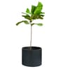 Midori Black Fiber Glass Floor Planter