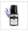 Lavender   Essential Oil