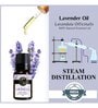 Lavender   Essential Oil